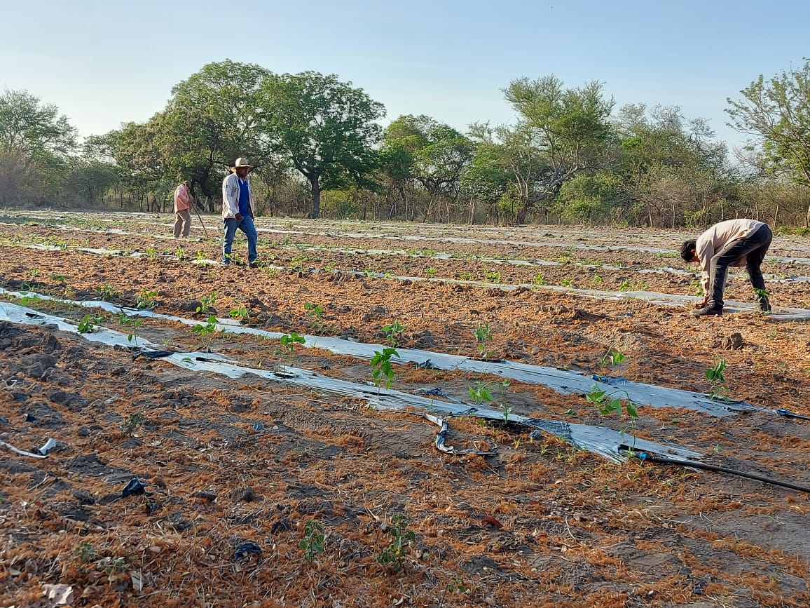 Establecimiento de cultivos – Chile: habanero y jalapeño
