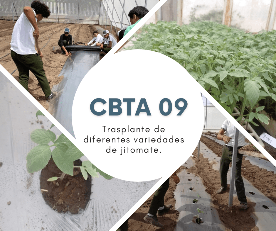 Trasplante de Jitomate en el CBTA 09: Innovación y Sustentabilidad