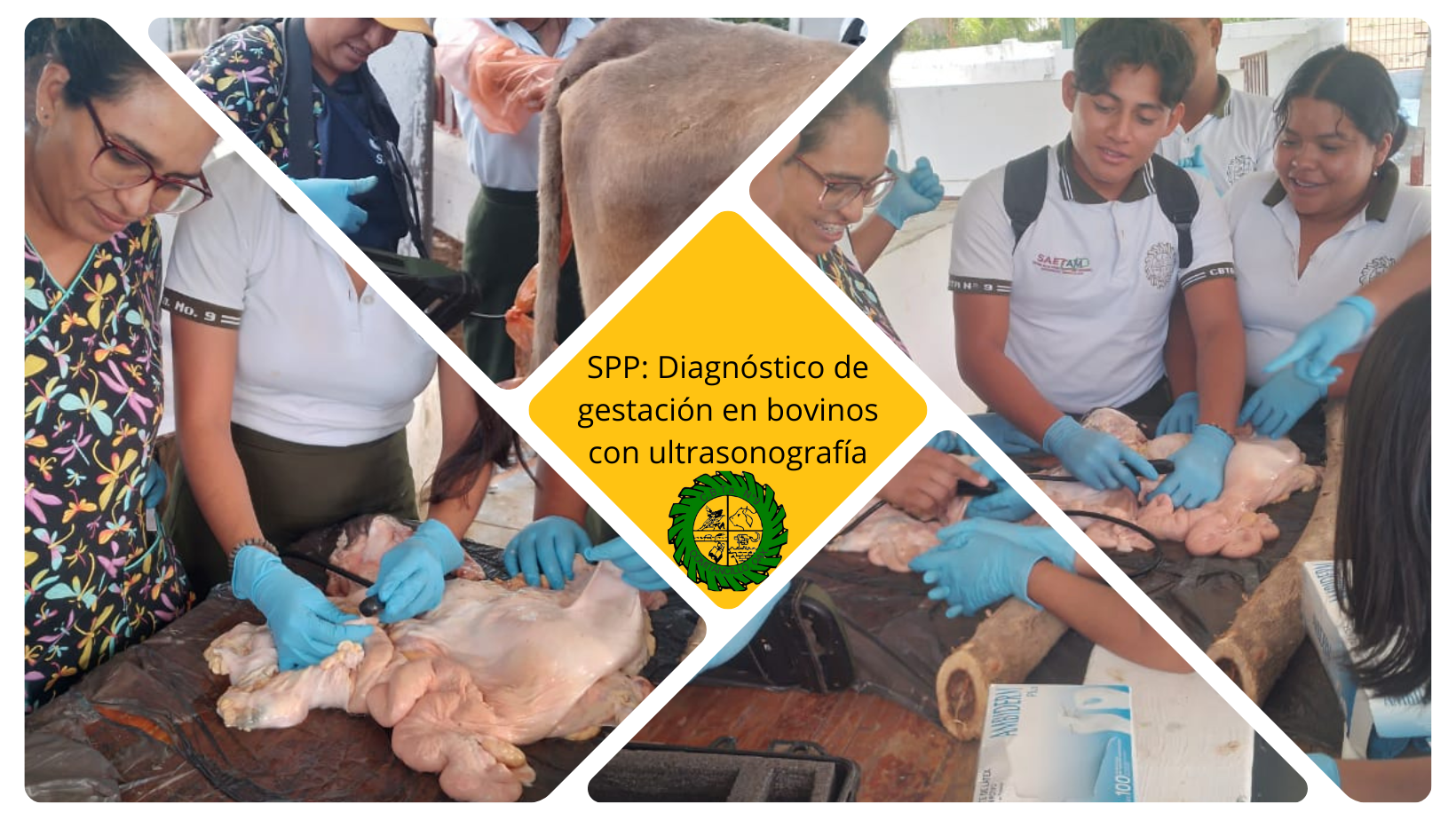 Innovación y Aprendizaje: Estudiantes de Sistemas de Producción Pecuaria aprenden sobre la Ultrasonografía bovina